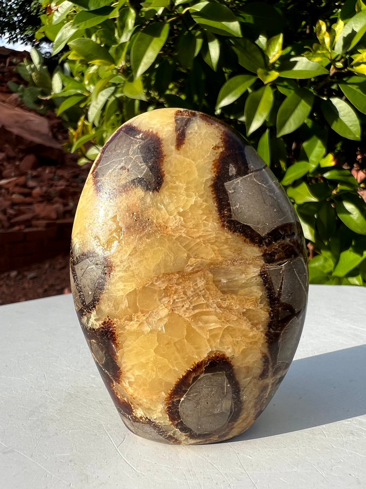Septarian Freeform (Perfectly Imperfect)