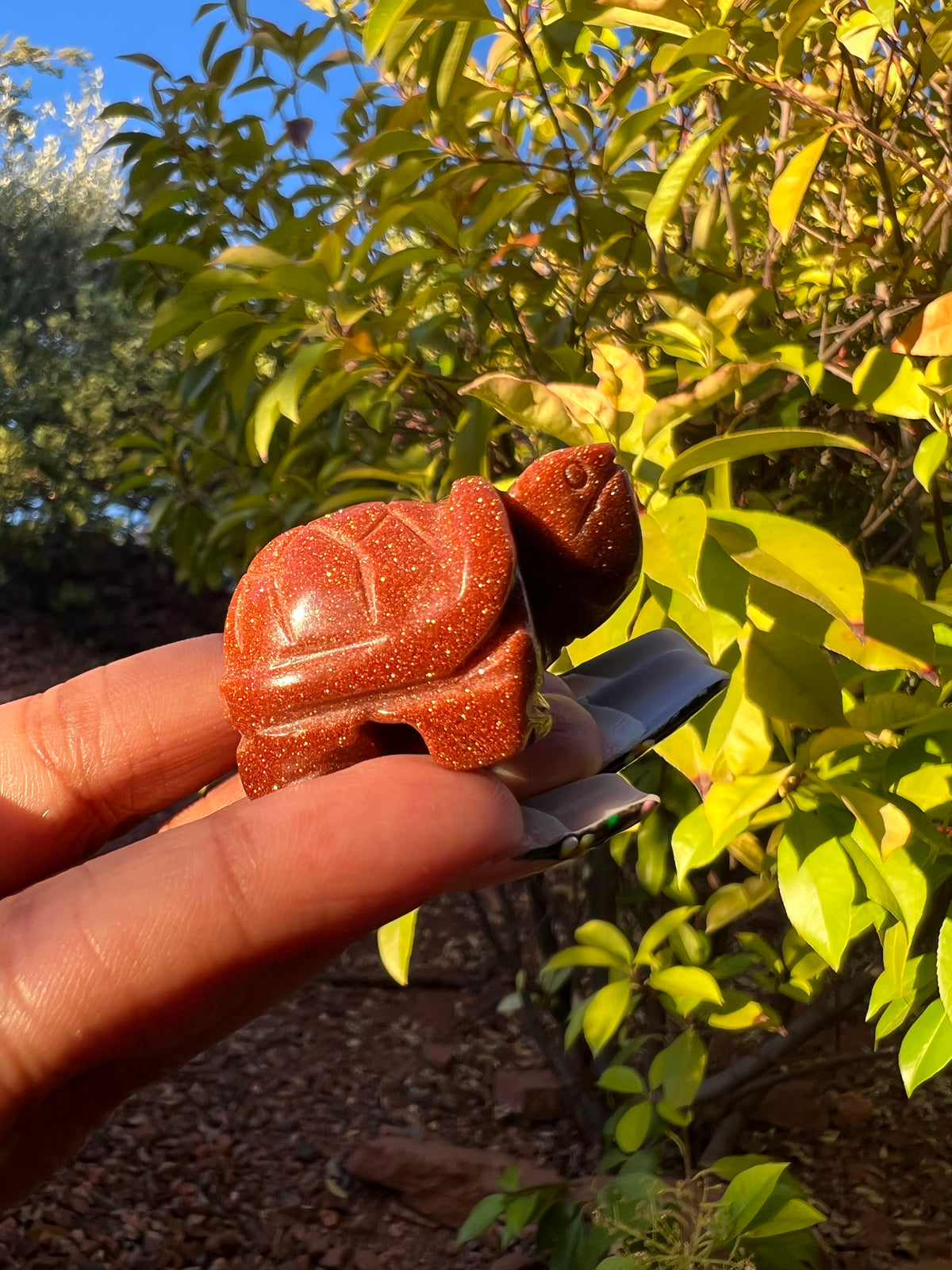 Mini Goldstone Turtles 🐢